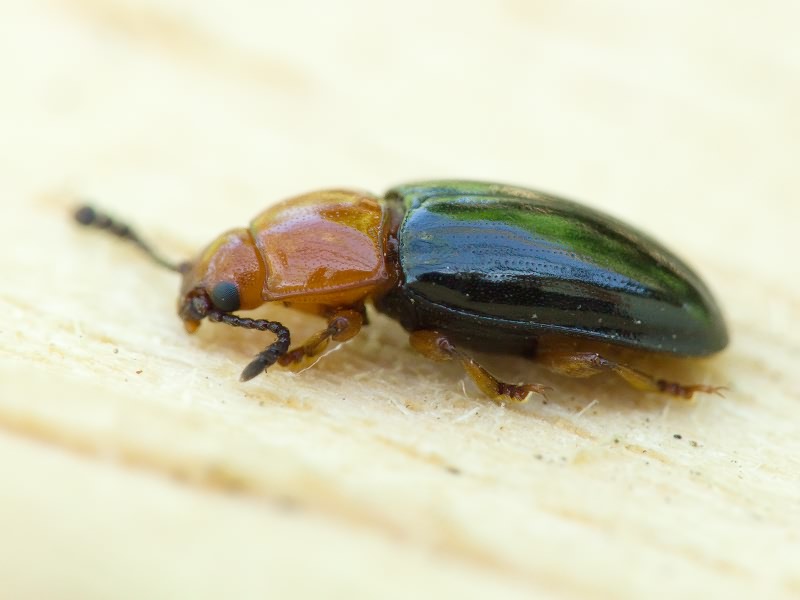 Triplax russica (Linnaeus, 1758)